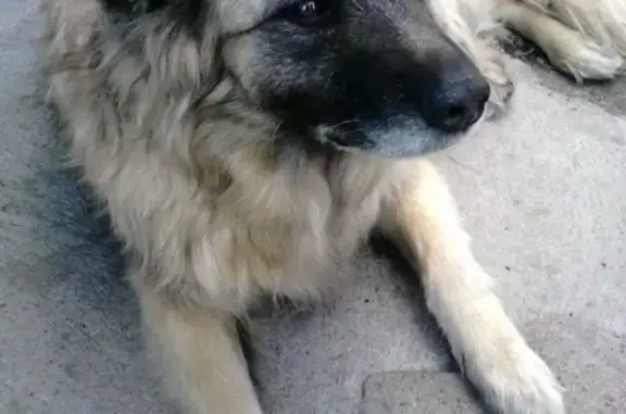 Найдена ласковая собака в Ясно-Янино