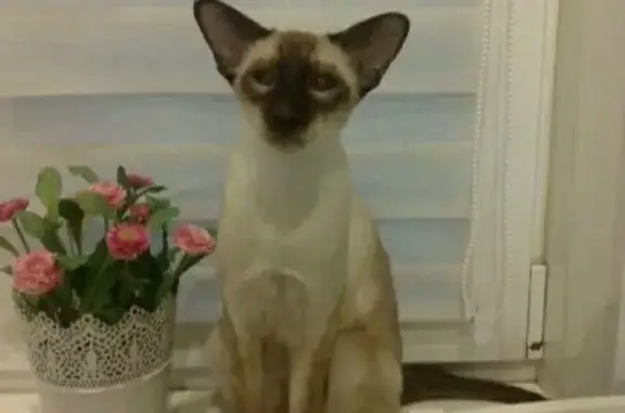 Кошки потеряшки, Успенское, фото: Потеряшка кошка в СНТ Тушино, Волоколамский район.