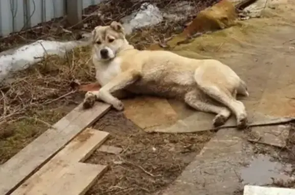 Найдена собака в д. Раково, Пушкинского района, Калининградская область.