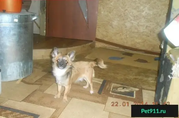Пропала собака в Томске 1, вознаграждение!