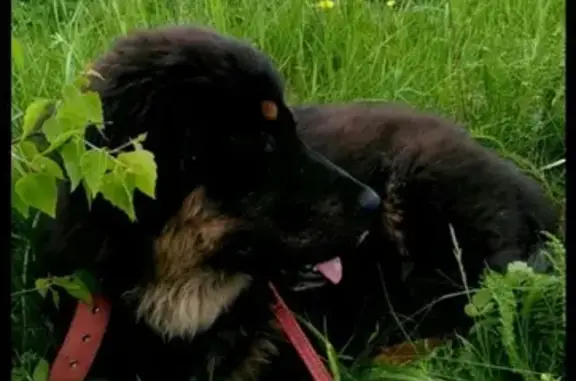 Пропала собака в Пашино, без ошейника
