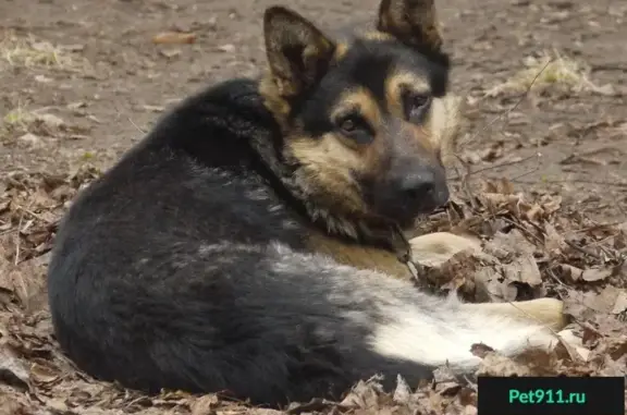 Потеряшка-собака на бульваре Карбышева