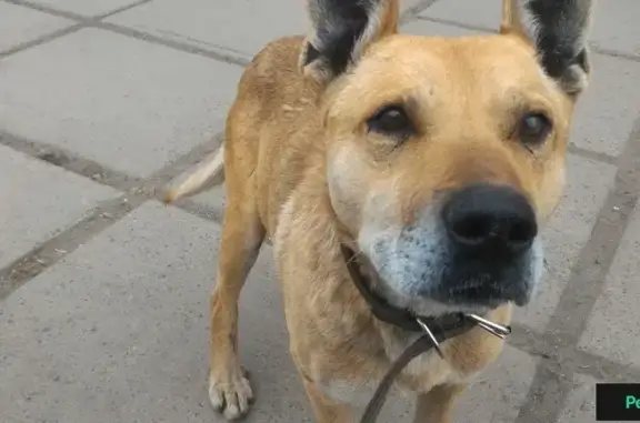 Найдена собака в Гидростроителе, ищет хозяина на Сосновой улице