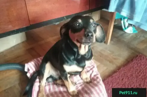 Найдена собака в Краснодаре, Мачуги-Фадеева