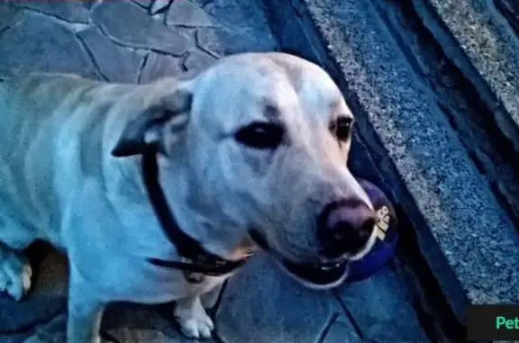 Пропала собака в Таганроге на пер. Итальянский.