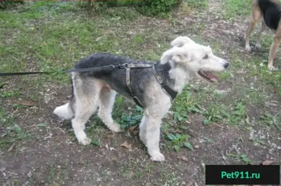 Пропала собака в Чертаново, Варшавское шоссе, 5 июня 2016 года