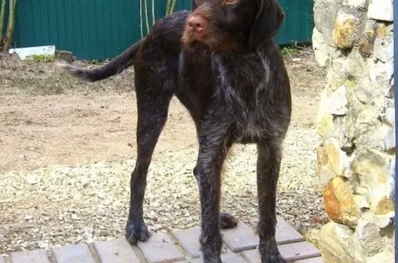 Найдена собака в Обнинске, возможно породы дратхаар
