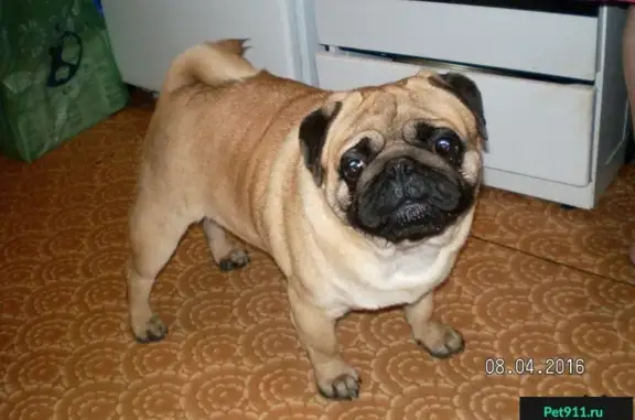 Найдена собака мопс в Нижнем Новгороде, Сормовском районе