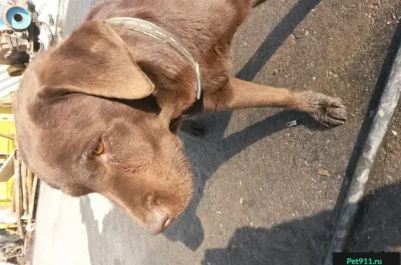 Найден щенок лабрадора в Б. Савино, Пермь