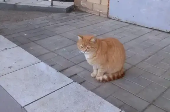Найдена рыжая кошка в Оренбурге