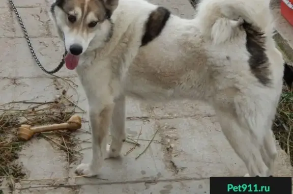 Пропала собака в Калуге, район Турынино-2.