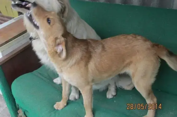 Пропали две собаки в р-не рынка Салют