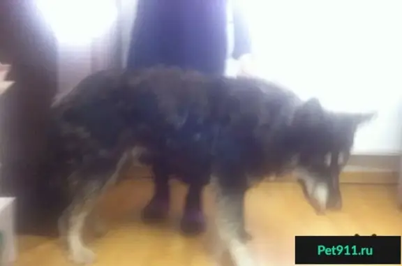 Собака без поводка найдена в Новогиреево, Москва
