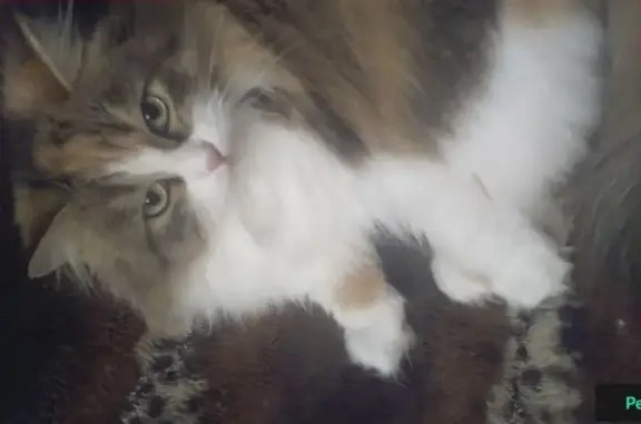 Кошки потеряшки, село Луговое, фото: Потеряшка кошка в селе Луговое, Тюменский район