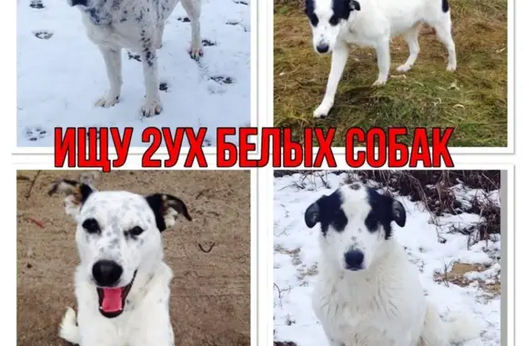 Пропала собака в Цаплино, Московская область