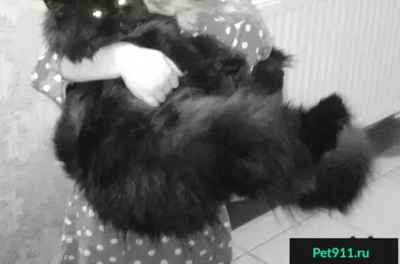 Пропала персидская кошка в Гусь-Хрустальном, вознаграждение.