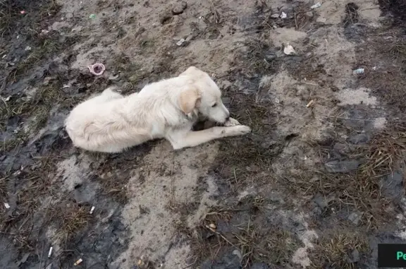 Собака с ошейником на ул. Глушко, Байконур