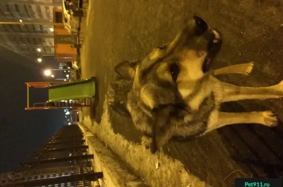Найдена собака на ул. Просторной, Екатеринбург