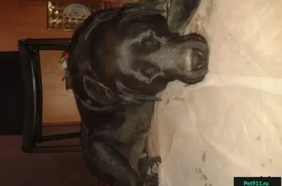Собака найдена в Северном микрорайоне, Краснодар
