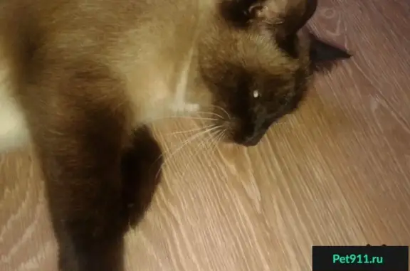 Найдена сиамская кошка на пр. Менделеева, Омск