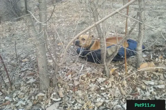 Пропала собака во Владивостоке