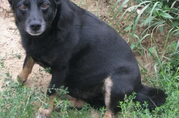 Пропала собака в Химках, Левый берег, Берег Комплекс.