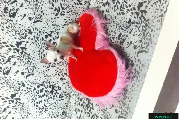 Собаки потеряшки, Ферма, фото: Потеряшка чихуашка белого окраса с шрамом на голове в хуторе Ферма.