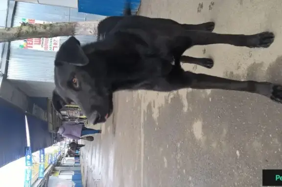 Найден черный пес на Краснодарской улице в Казани