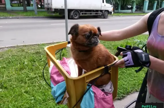 Пропала собака Феня в Пушкино, микрорайон Звягино