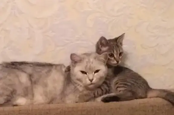 Потерянные животные Ханты-Мансийск, фото: Пропала кошка на ул. Осеняя 5, Ханты-Мансийск