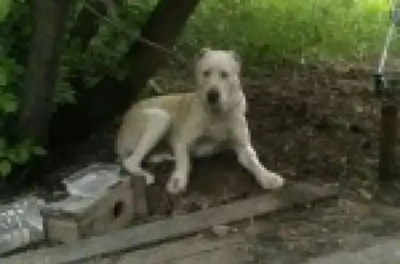 Пропала собака азиатка в Уралмаше 31.05.16. Помогите найти!