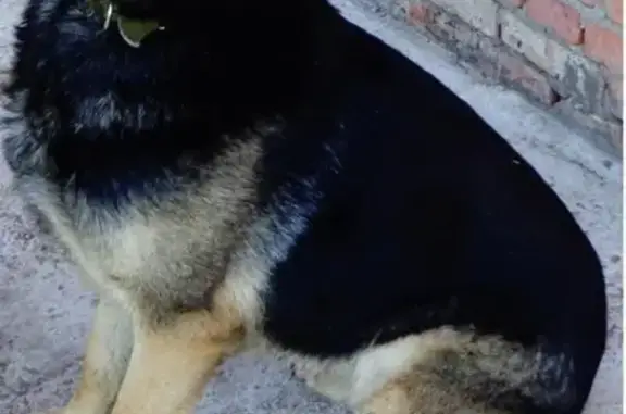Пропала собака возраст 2,5 г, видели на Левенцовке, Ростов-на-Дону.