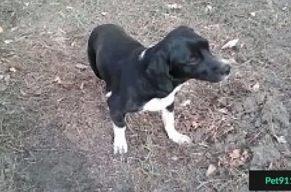 Потерялась собака в 47 квартале Ангарска