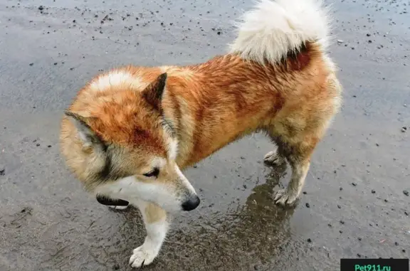 Собака найдена в Сергиевом Посаде на Ферме.