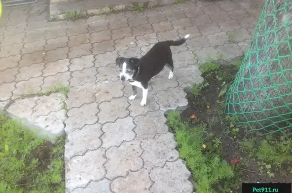 Пропала собака на ул. Малиновая, Воронеж