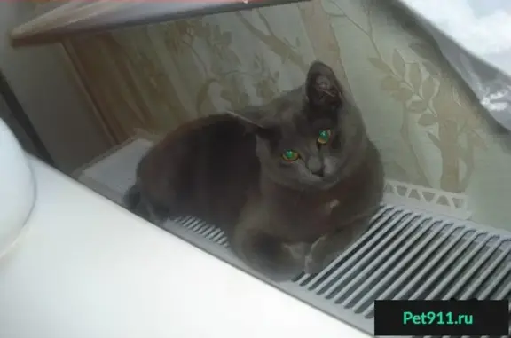 Кошки потеряшки, Выползово, фото: Потеряшка кошка в пос. Выползово, Тверская область