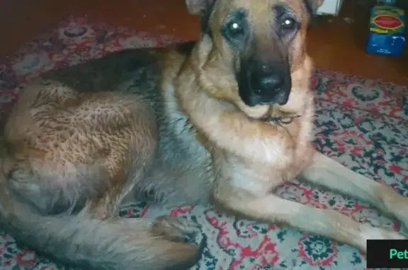 Найдена собака Кабель на ул. П.Д.Осипенко