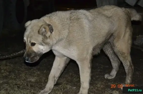 Собака ищет дом на улице Суворовская, Курск.