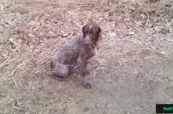 Собака курцхар найдена в Сочи