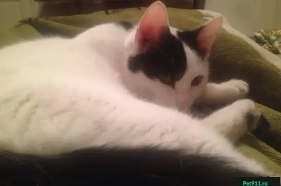 Пропала кошка в Перловке с ошейником, белый с черными пятнами, 1.5 года.