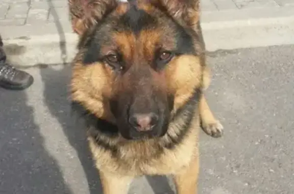 Собака найдена в Сестрорецке, ищем хозяев!