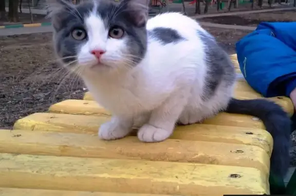 Найдены кошка и котенок на Большой Академической улице