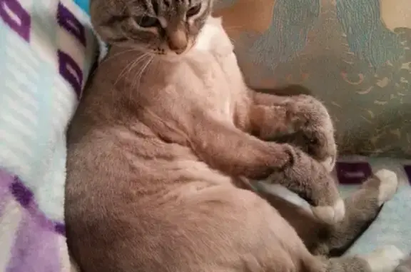 Пропала кошка в Перми: помогите найти!