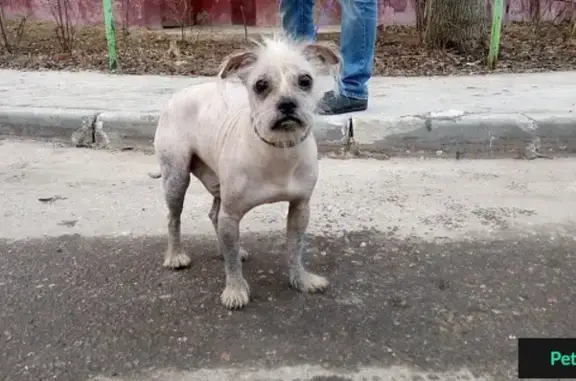 Собака найдена на ул. Мичурина - СРОЧНО ищем хозяев!