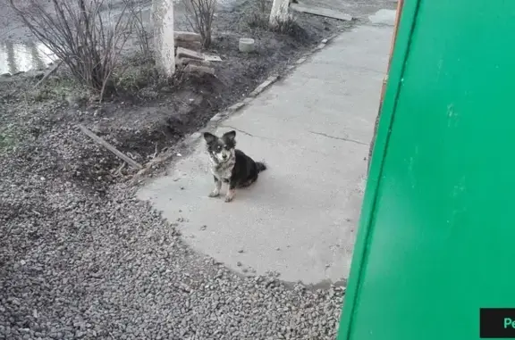 Потерянная собака ищет хозяина в Таганроге