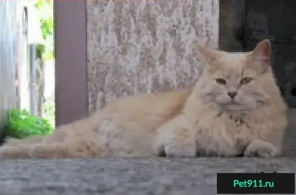 Кошки потеряшки, Нижнее Санчелеево, фото: Потеряшка кошка в дачном кооперативе 