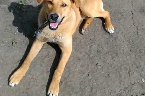 Пропала собака в с. Шишино, Белгород