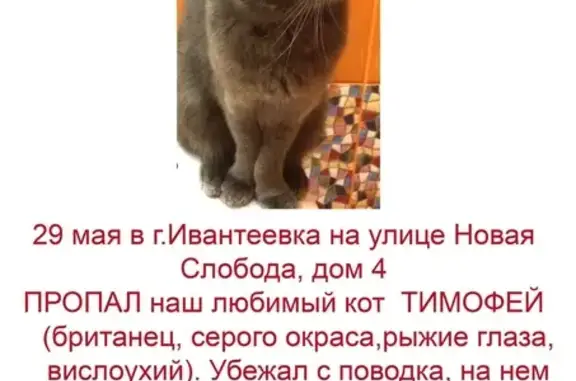 Пропал кот Тимофей на улице Новая слобода, дом 4 (Ивантеевка)