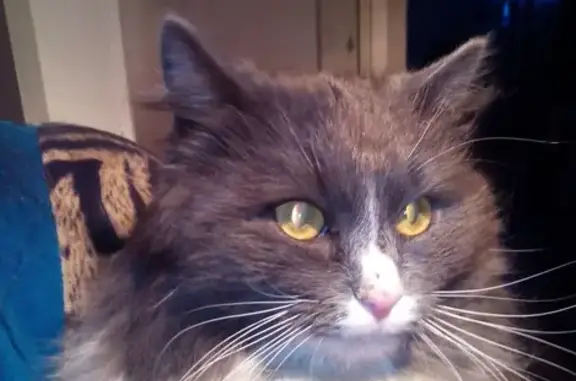 Крупный пушистый кот найден в Челябинске