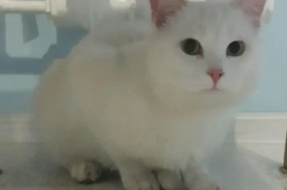Найден белый кот в районе храма в Воронеже